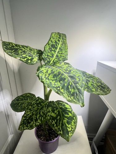 Dieffenbachia reflector house - reflector,