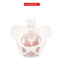 Life-Size Cranstein Female