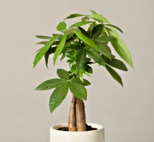 Guiana chestnut Pachira aquatica indoor bonsai Caudiciform caudex plant 5 SEEDS