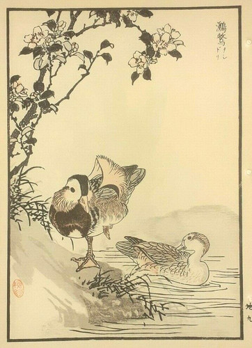 Bairei mandarin duck - duck, ducks