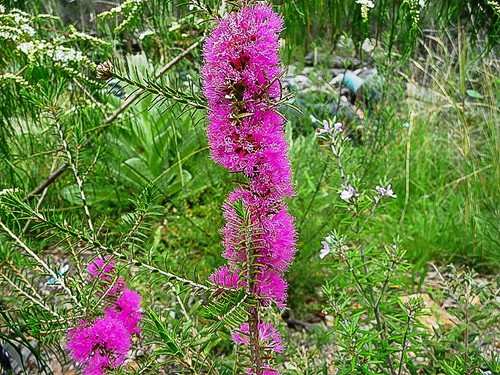 Melaleuca wilsonii honey - melaleuca, .honey