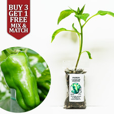 Padron Pepper Plug Plant -