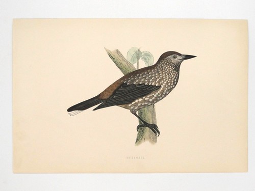 Nightcracker british bird - nightcracker,