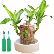 Brazilian Lucky Wood Bonsai