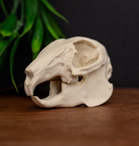 Rabbit skull replica life - skull, size