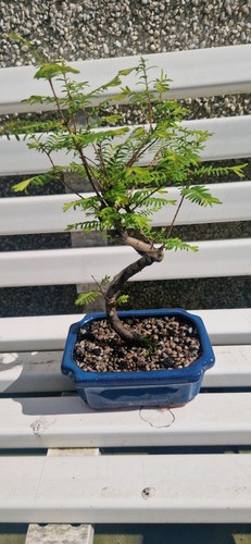 Nice compact giant redwood - ,,