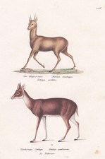 Antelope Klipspringer