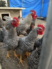 12+ Barred Rock Hatching Eggs