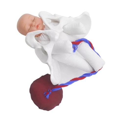 Human female pelvis model baby - female,