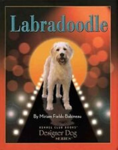 Labradoodle miriam - labradoodle,