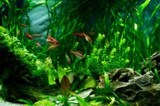 Live Aquarium Plants x 50