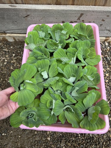 Sale water lettuce koi - sale,