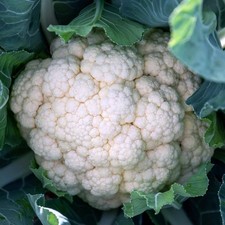 Brassica Plants Garden Ready