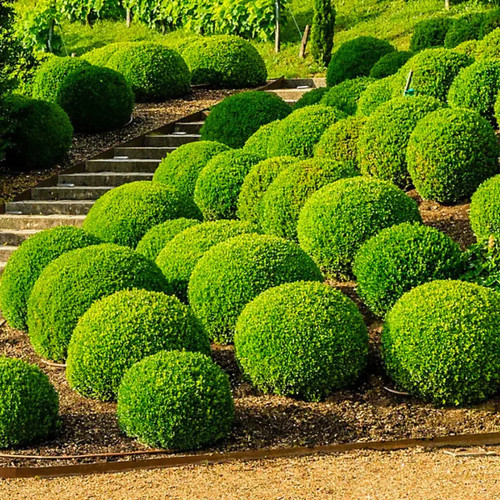 Common box buxus - 10,
