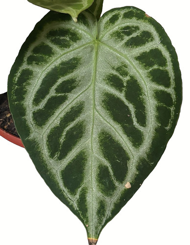 Anthurium crystallinum - 💙anthurium,