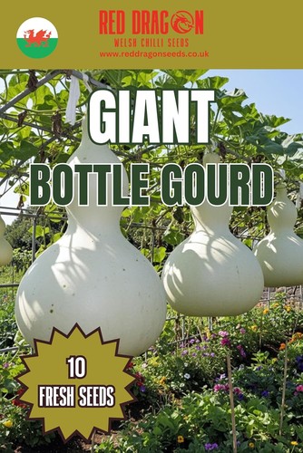 Giant bottle gourd - giant,