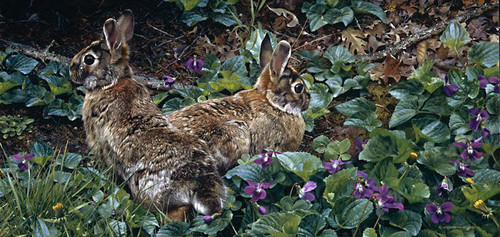 Carl brenders violet trails - violet,