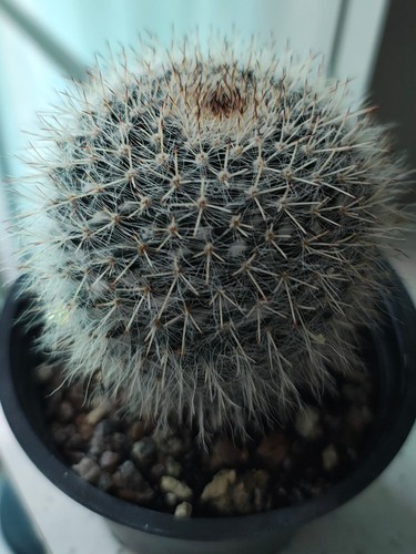 Mammillaria hahniana cactus - hahniana,