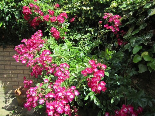 Litre potted majorie - 3, ground