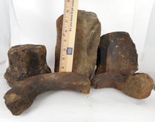 5 FOSSILIZED WHALE BONES or