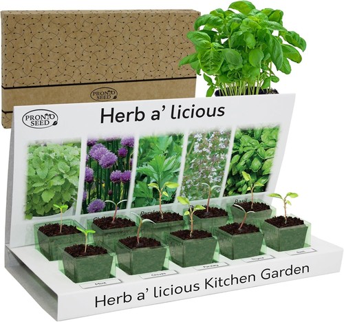 Herb seeds grow - grow, own