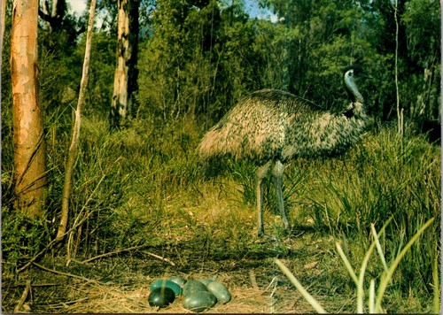 2025 australia - 10-10-2025,