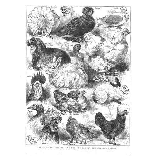 The poultry pigeon rabbit - pigeon,