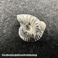 Gold pyrite ammonite fossil -