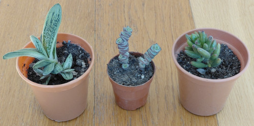 Set succulent plants - of, 3