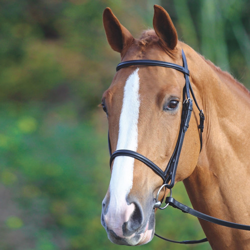 Shires aviemore raised - shires,