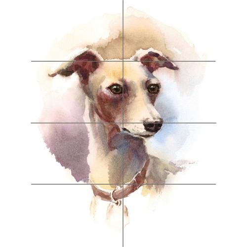 Dog italian greyhound - italian,