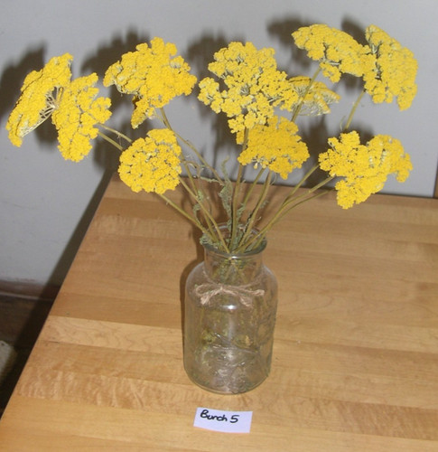 Dried yellow achillea - achillea, (yarrow)