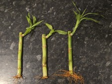 3x Dracaena Sanderiana Lucky Bamboo Plant stems, HousePlant, Aquarium, GoodLuck 