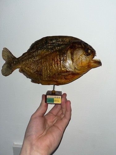 Taxidermy piranha - , (brazil)