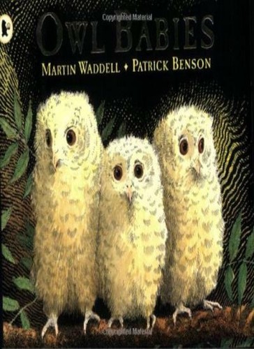 Owl babies martin - owl, babies-martin