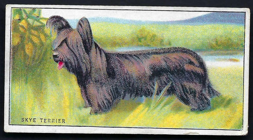Drapkin dogs and their - -,