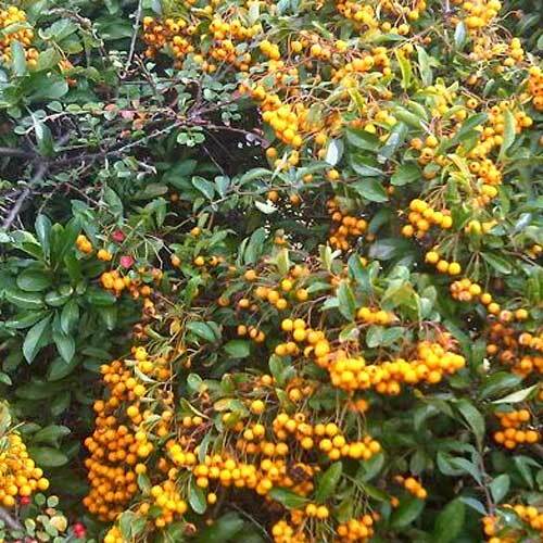 Pyracantha coccinea orange - ‎pyracantha,