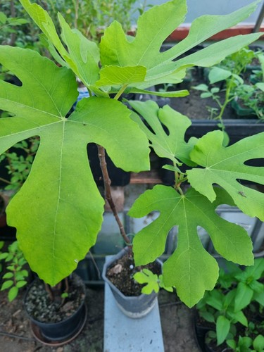 Fig tree organically grown - tree.,