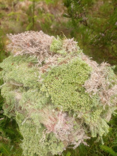 Fresh welsh live sphagnum moss - welsh,
