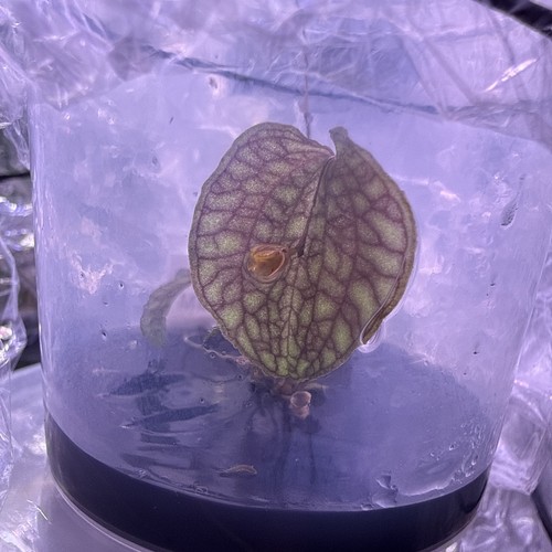 Rare species lepanthes - rare,