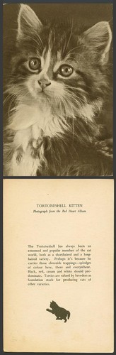 Tortoiseshell kitten cat pet - kitten,