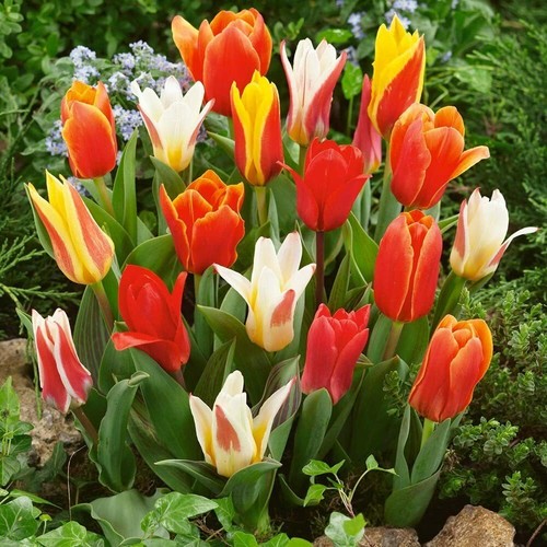 Tulip rockery mixed - ,