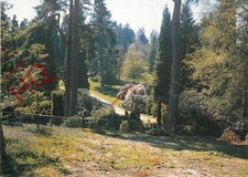 Picture Postcard~ Bedgebury National Pinetum
