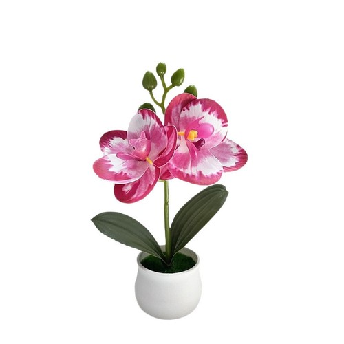 Phalaenopsis orchid potted - phalaenopsis,