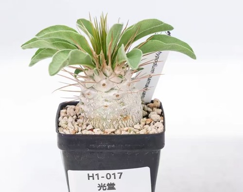 Pot 5cm rare - 6.5cm,