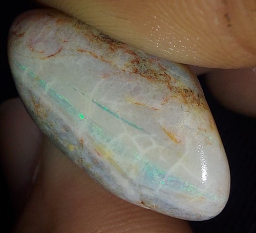 Opalised shell clam - shell,