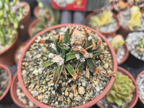 Ariocarpus agavoides heads - ariocarpus,