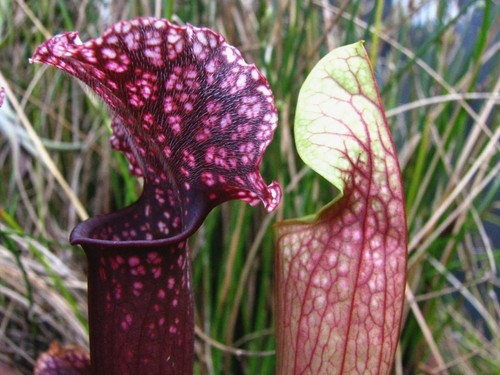Sarracenia judith hindle - sarracenia,