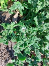 Crystalline Ice Plant -