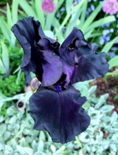 1x Iris germanica Black Knight